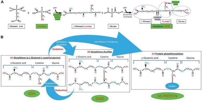 古特生物 古特生物