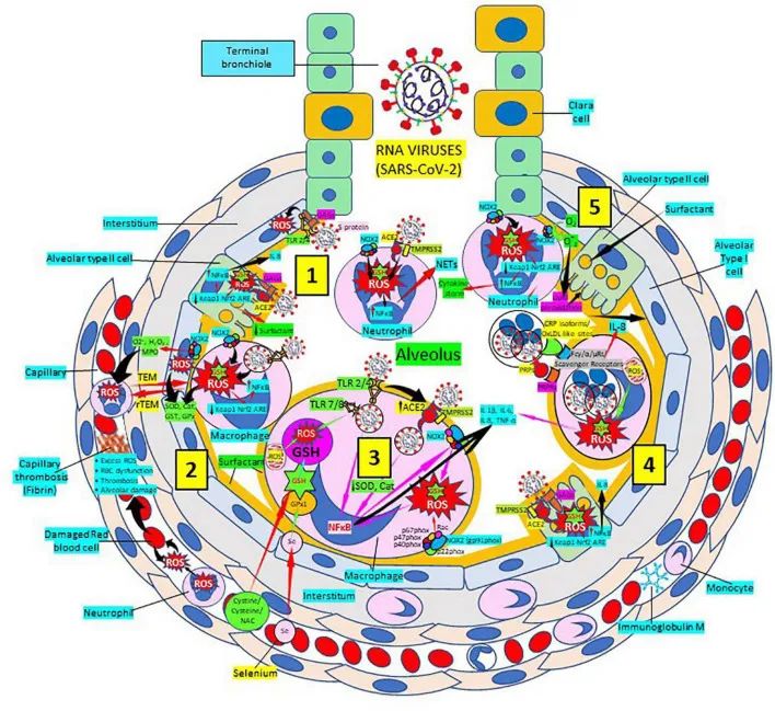 古特生物 古特生物