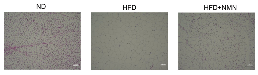 古特生物 古特生物