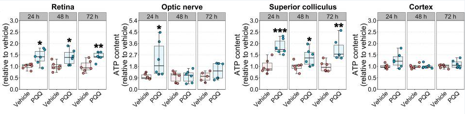 古特生物 PQQ給藥對體內視覺系統組織ATP水平的影響