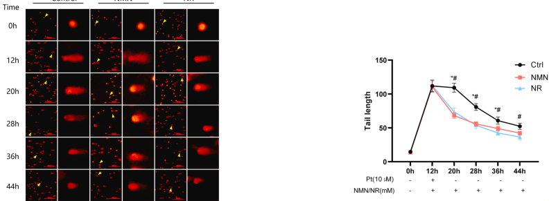古特生物 NMN and NR promote the repair of cisplatin-treated DNA damage
