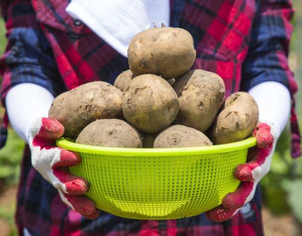 古特生物 氧化型谷胱甘肽功能與作用