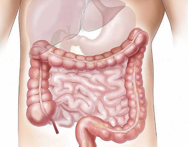 古特生物 NMN在腸道健康中的作用