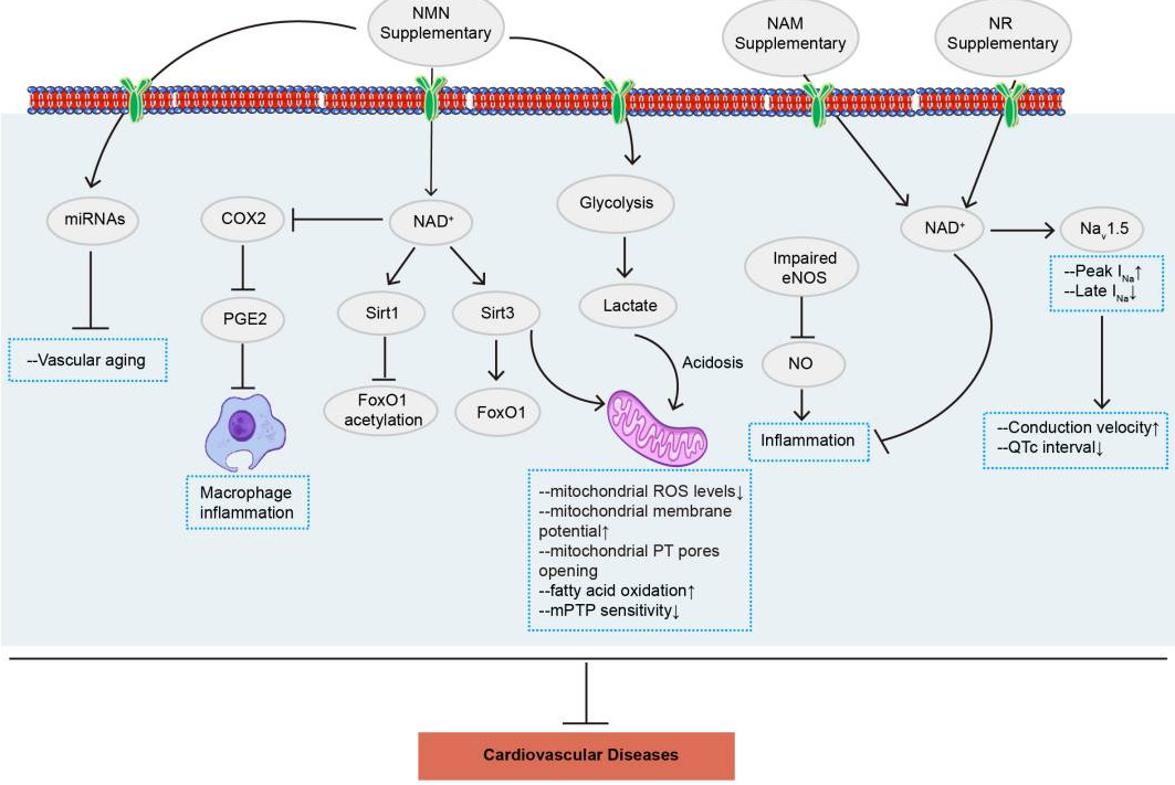 NMN通過多種信號通路改善心血管疾病 NMN通過多種信號通路改善心血管疾病